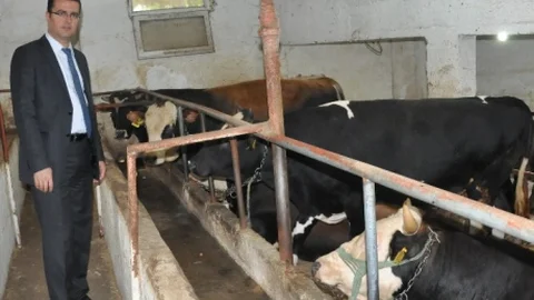 Ordu'da Hayvancılık Destekleri Artıyor