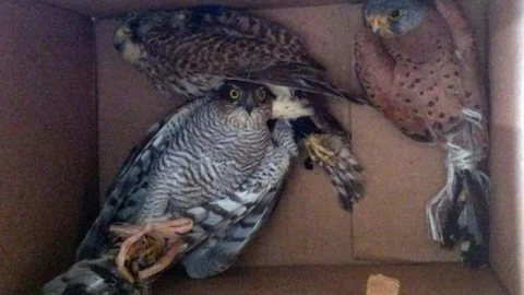 Hatay'da Şahin Kaçakçılığı Yakalandı