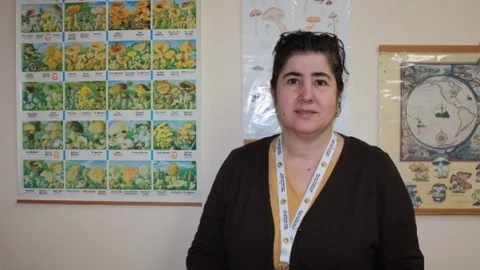 Zehirli Mantarlar Hakkında Yanlış Bilgiler