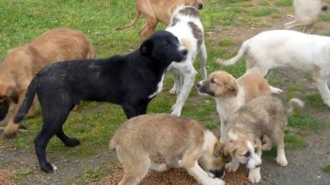 Eyüp'te Barınma ve Yemleme Noktaları Başarıyla Çalışıyor