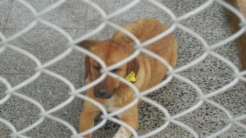 Kahramanmaraş'ta Sokak Hayvanlarına Destek