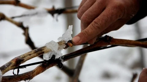 Manisa'da Nisan Karı Etkisi