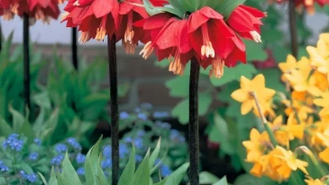 Denizli'de Ters Lale Şenliği Düzenlenecek