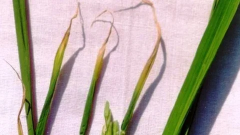 Samsun'da Çeltik Beyaz Uç Nematodu Uyarısı