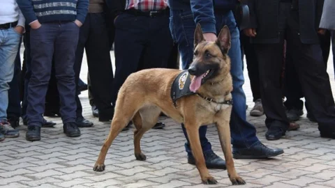Batman'da K9 Köpek Şovu