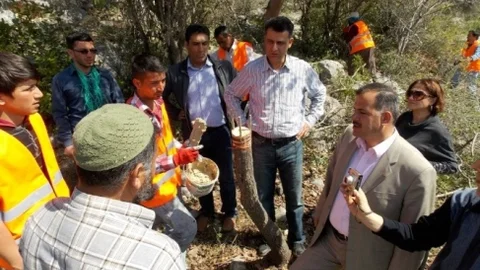 Mersin'de Yabani Zeytin Aşılama Çalışmaları