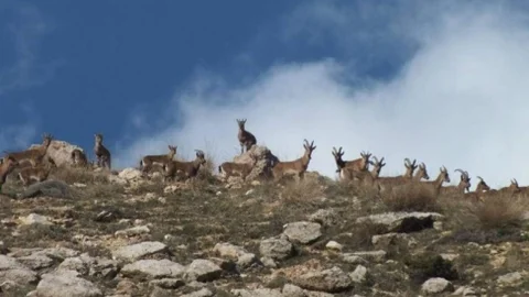 Adıyaman'da Av Turizminden Rekor Gelir Elde Edildi