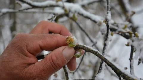 Ordu Fındık Üreticileri Kar Yağışından Endişeli