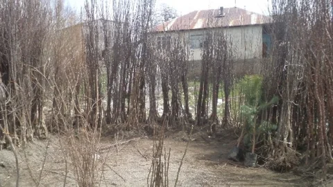 Varto'da Fidan Satışı Başladı