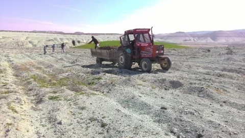 Beypazarı'nda Kapari Üretimi Başladı