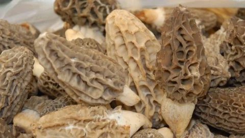 Fethiye'de Kuzugöbeği Festivali Coşkusu Yaşandı