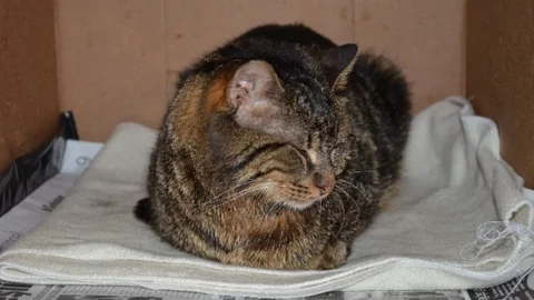 Eskişehir'de Hayvanseverin Hikayesi