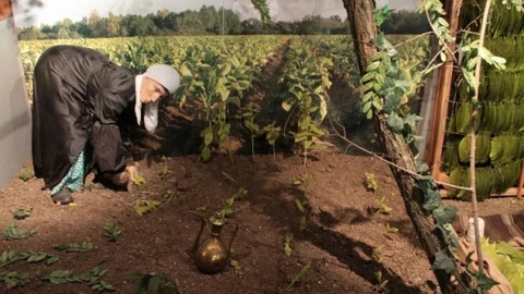 Samsun Tütün Üretiminde Üçüncü Sırada