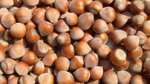 UFK'dan Fındık Rekolte Teklifi