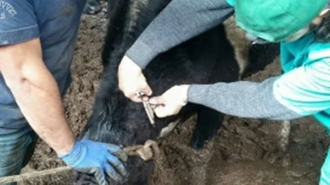 Söke'de Hayvan Aşısı Kampanyası