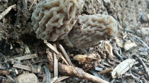 Anamas Dağları'nda Mantar Sezonu Erken Başladı