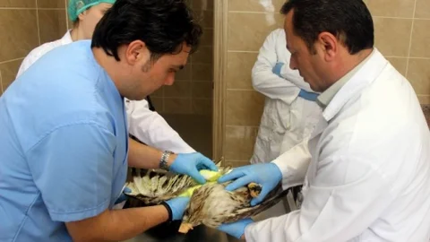 Minik Sporcunun Şahin Kurtuluşu