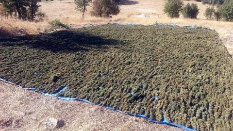 Diyarbakır'da Uyuşturucu Operasyonları İncelendi