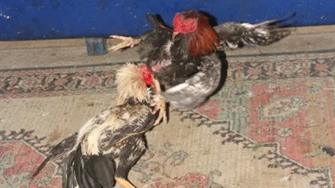 Adana'da Horoz Dövüşü Baskını