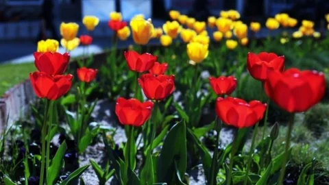 Kırklareli'nde Bahar Güzelliği