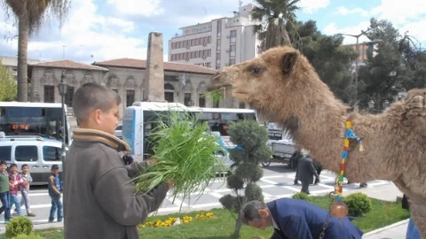 Şanlıurfa'da Deve ile Kermes Tanıtımı
