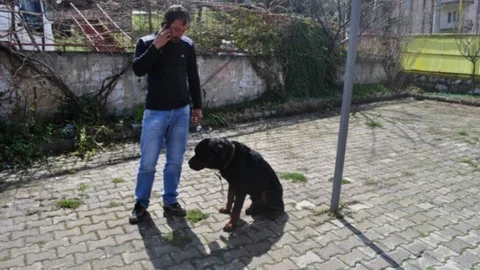 Kuduz Köpek Şüphesi Bilecik'te İnceleniyor
