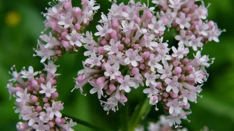 Uykusuzluğa Doğal Çözüm Yöntemleri