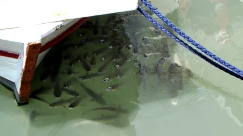 Bodrum Limanı'nda Kefal Sürüsü İlgi Odağı