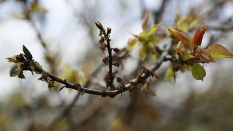Malatya'da Kayısı Rekoltesi Tehlikede
