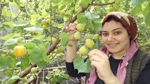 Mersin Silifke'de İlk Kayısı Hasadı Yapıldı