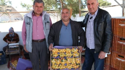 Mersin Mut'ta Kayısı Hasadı Başladı