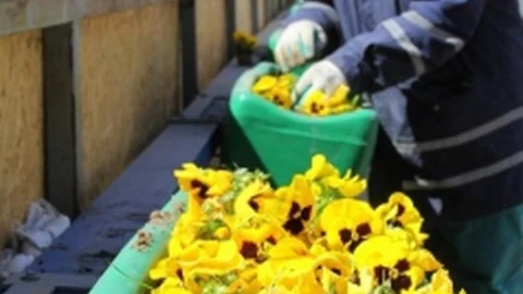 Erzurum'da Bahar Çiçekleri