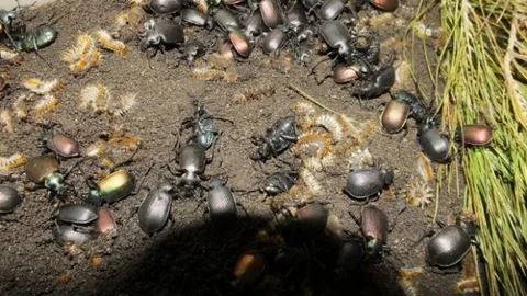 Balıkesir Ormanlarını Koruyacak Yöntemler