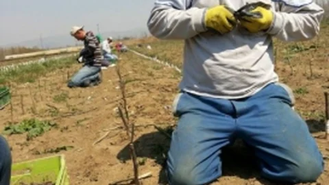 Bursa'da Ceviz Fidanı Aşılandı