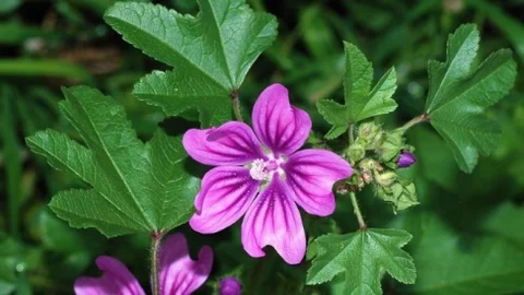 Ebegümeci ile Sigaraya Doğal Çözüm