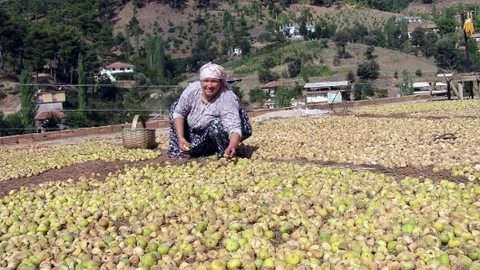 Aydın'da Kuru İncir Projesi