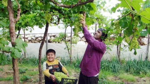 Türkiye'de İlk Üzüm Hasadı Silifke'de Gerçekleşti