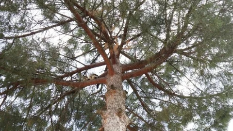 Sarıgöl'de Kedi Kurtarıldı