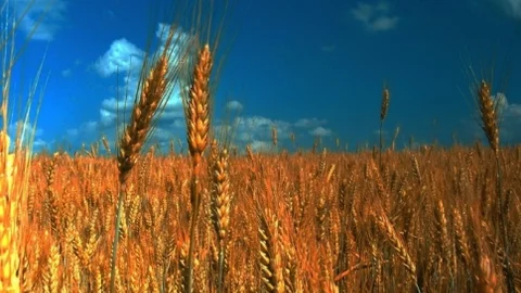 Adana'da Buğday Hasadı Beklentisi