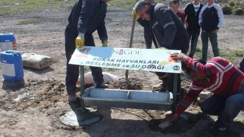 Niğde'de Sokak Hayvanları İçin Beslenme Projesi