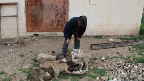 Oltu'da Sahipsiz Köpekler Sorunu