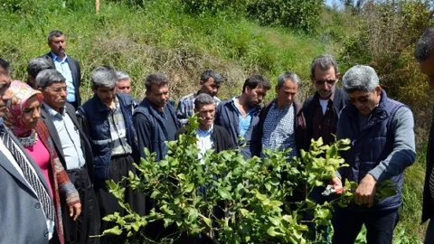 Erdemli'de Narenciye Eğitimi