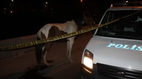 Başkent'te Yaralı At 4 Saat Bekledi