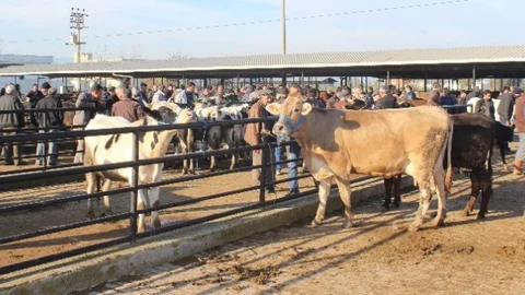 Aydın'da Et ve Süt Fiyatları Artış Gösterdi