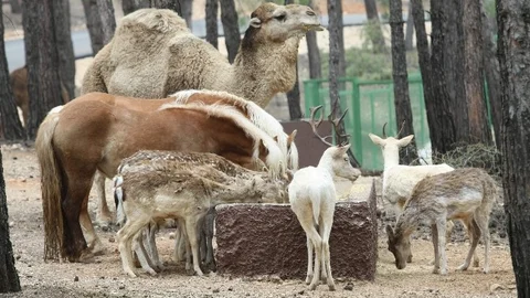 Gaziantep'te Safari Park Açılıyor