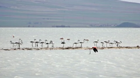 Seyfe Gölü'nde Renkli Anlar