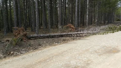 Beyşehir'de Kış, Ağaçları Devirdi