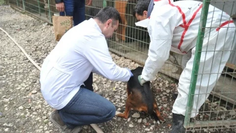 Av Köpekleri Aşılandı