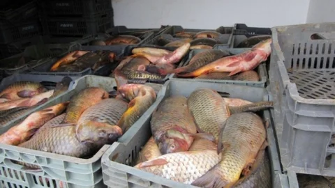 Çorum'da Kaçak Sazan Avı