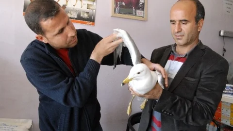 Martı Uçmayı Başaramadı